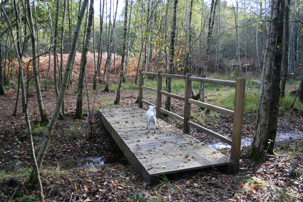 Passerelle forestière